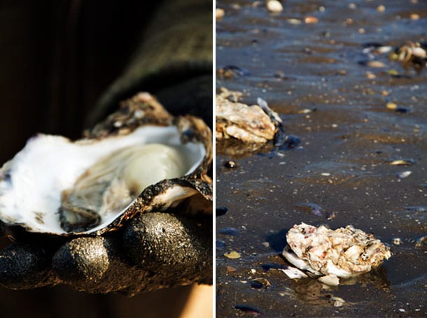 danske-oesters_vadehavet_fanoe