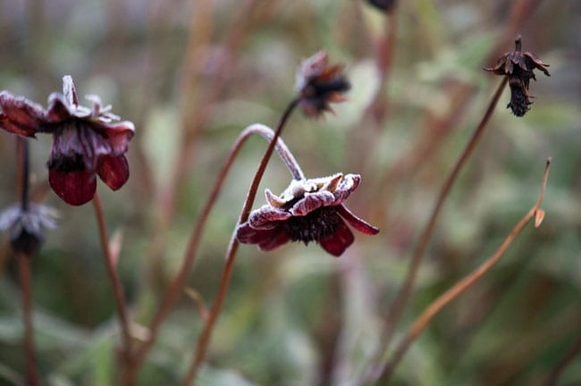 chokoladeblomster