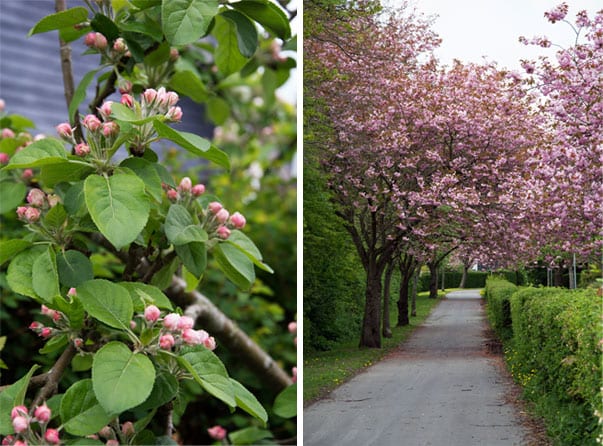 blomstrende-traer_valdemarsro