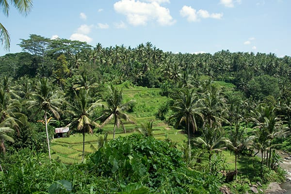 Ubud_vandretur