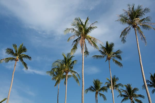 palmer-koh-lanta