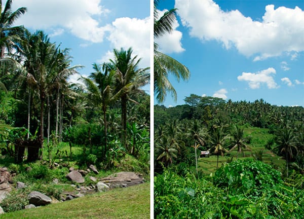 ubud-heaven-nature