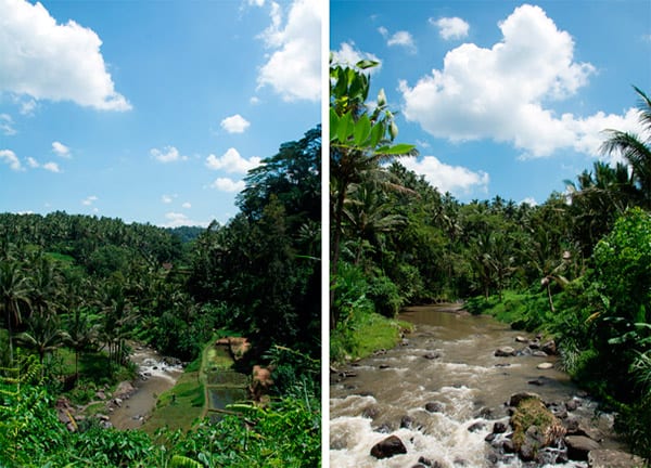 ubud-nature