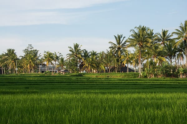 ubud-rismarker