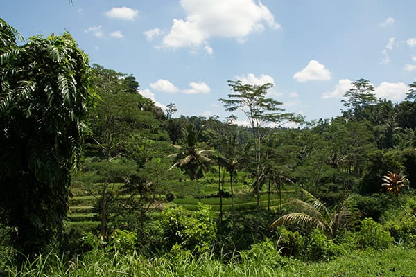 ubud_rice