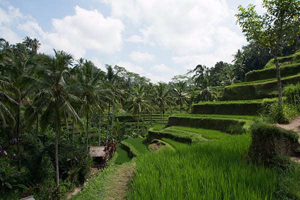 Bali_rice