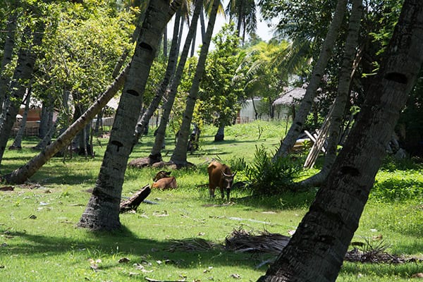 gili-island-palm