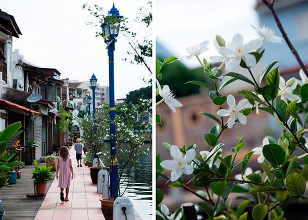 melaka_flowers