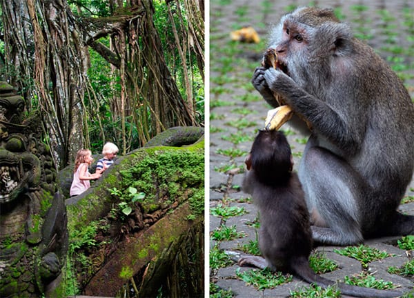 monkey-ubud-bali