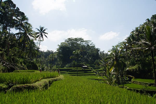 rice bali