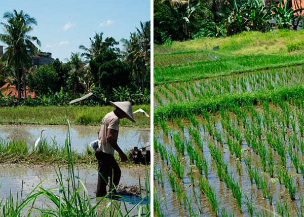 ricefields ubud