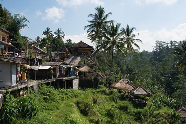 ricefields