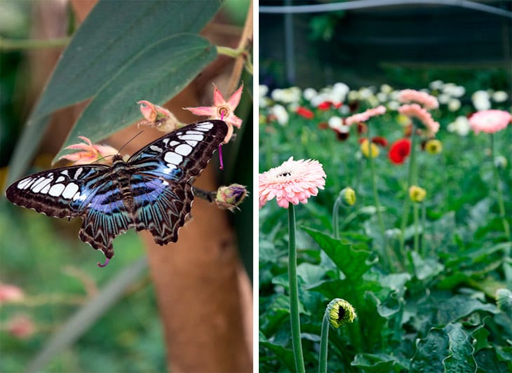 Butterfly-Cameron-highlands