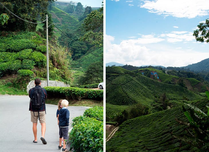 CameronHighlands