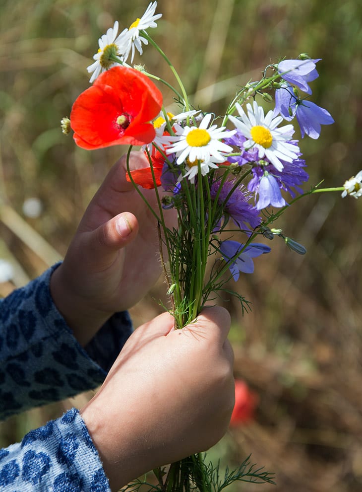 markblomster