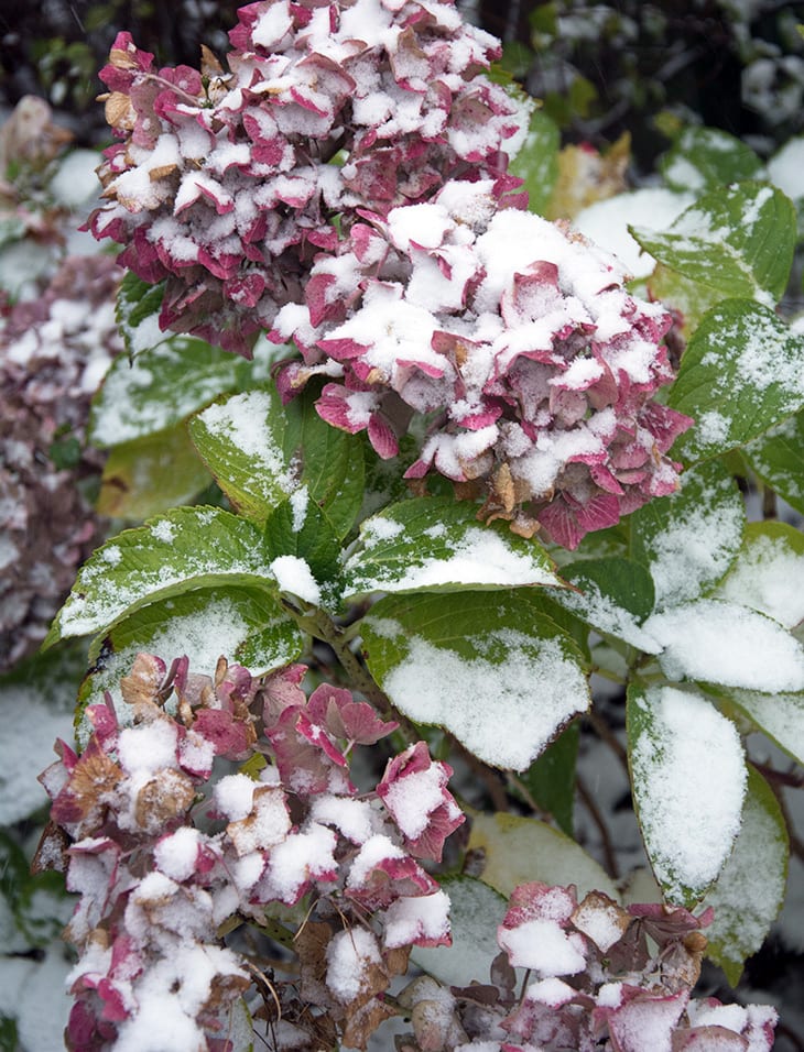 hortensia