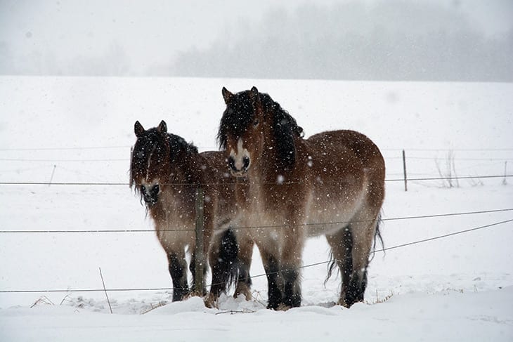 heste vinter