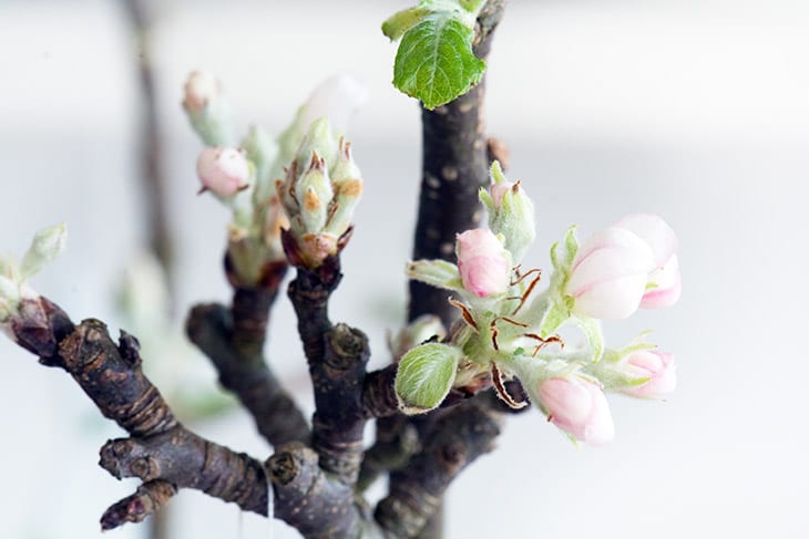 æbleblomster