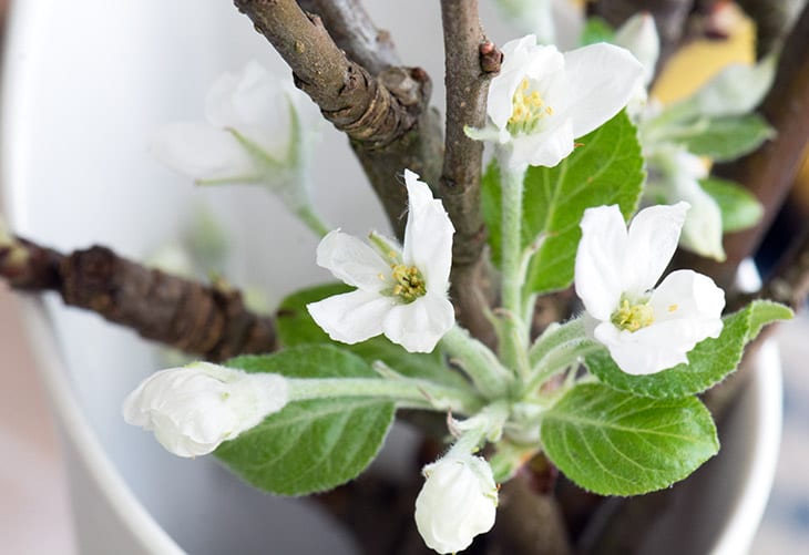 æbleblomster