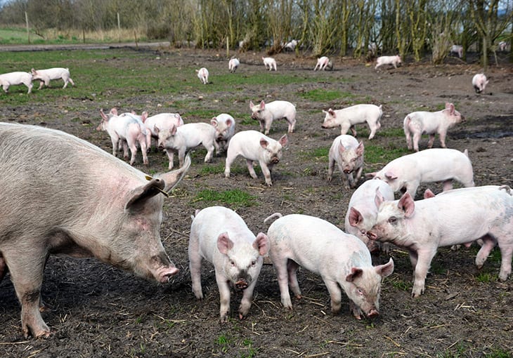 danske grise økologisk