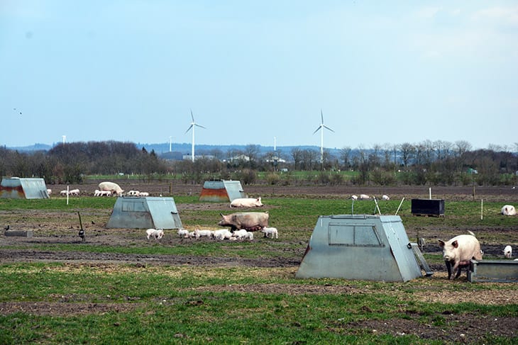 økologisk landbrug