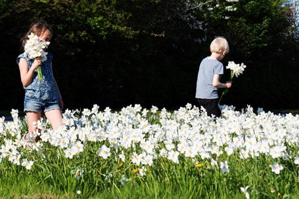 plukke blomster