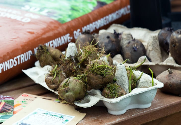 Havbrasme tildeling Turist Hjemmedyrkede kartofler på lidt plads - dyrk kartofler i spand