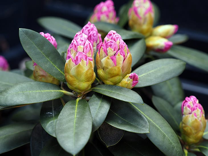 rhododendron