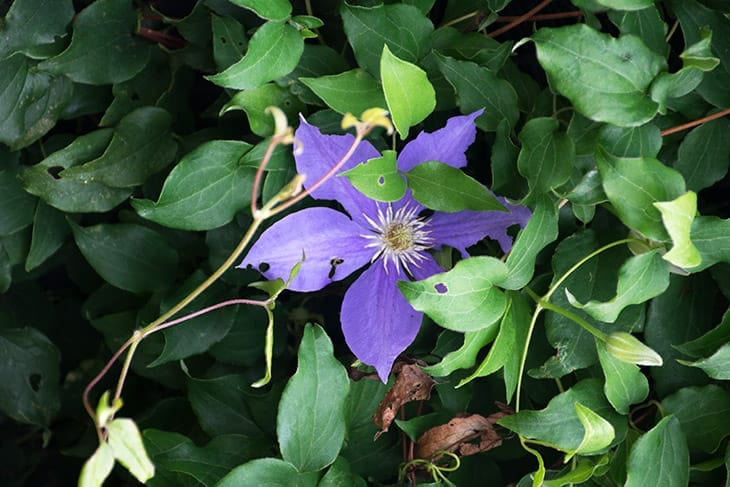 clematis