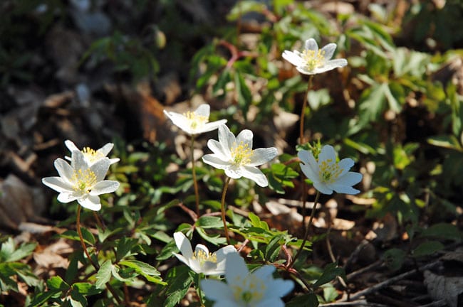 anemoner