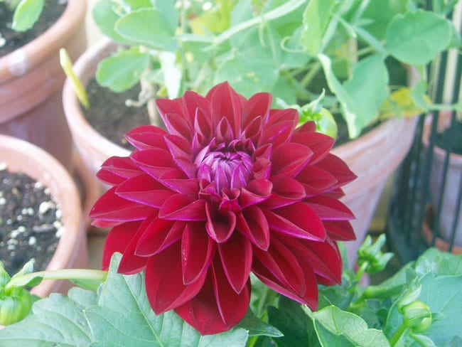 dahlia-roed