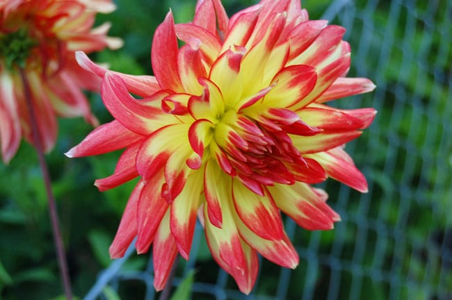 dahlia