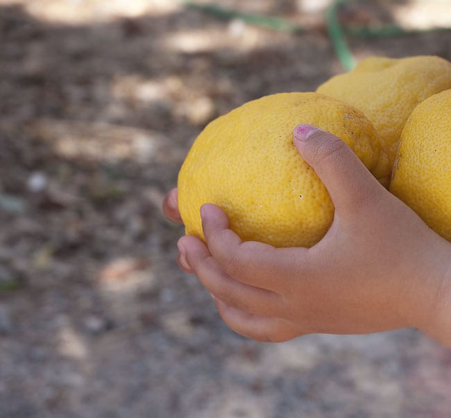 friske-citroner