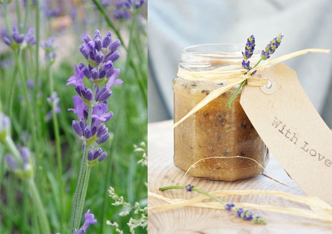 hjemmelavet-bodyscrub-med-lavendel