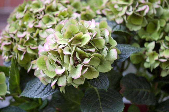 hortensia-groen