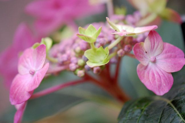 hortensia-lyseroed