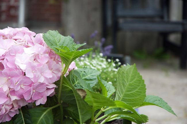 hortensia