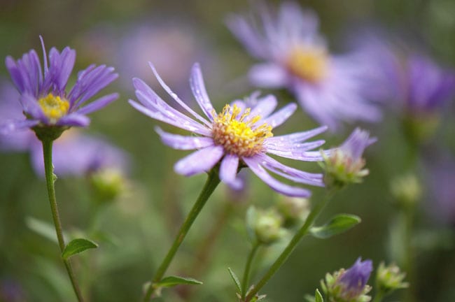 lilla-blomster