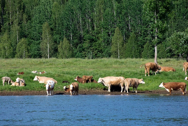 tømmerflåde klarälven