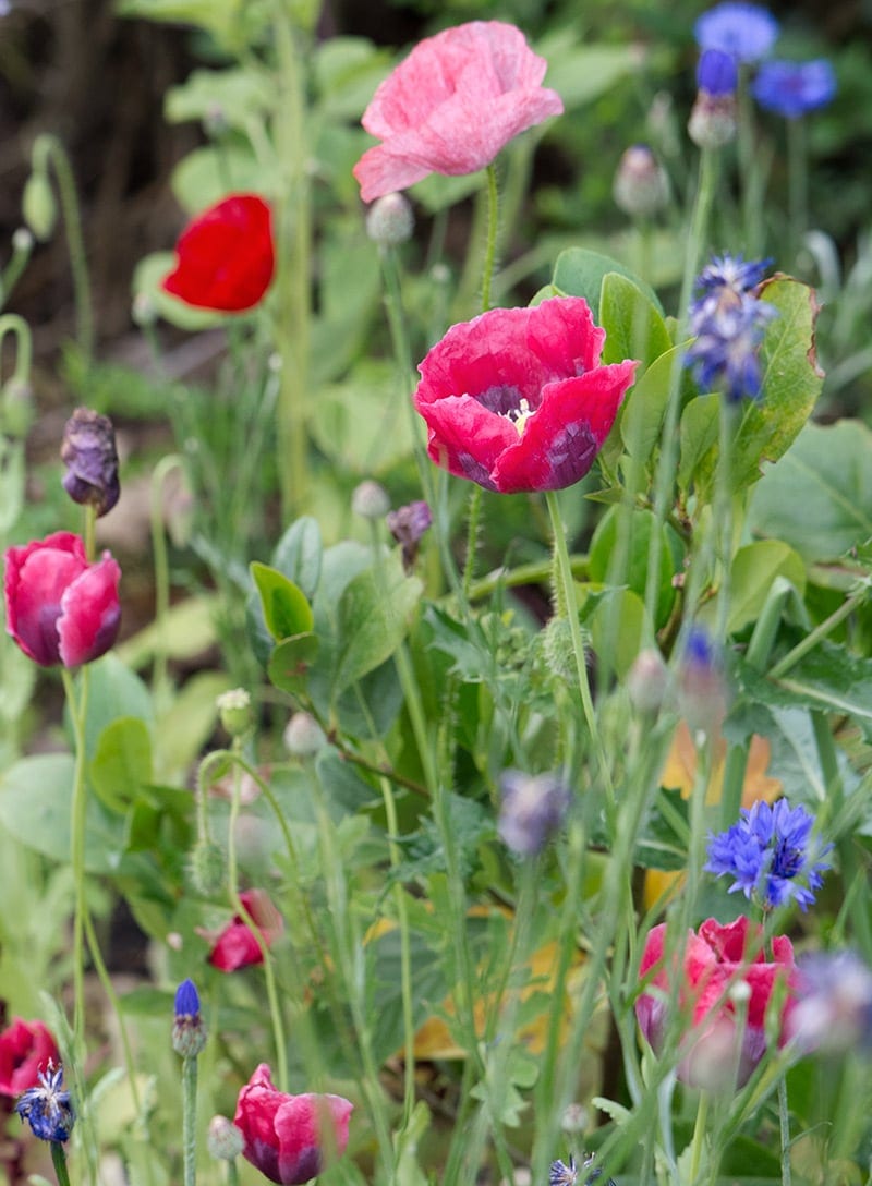 blomster til bier