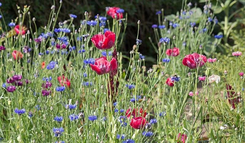 blomster til bier