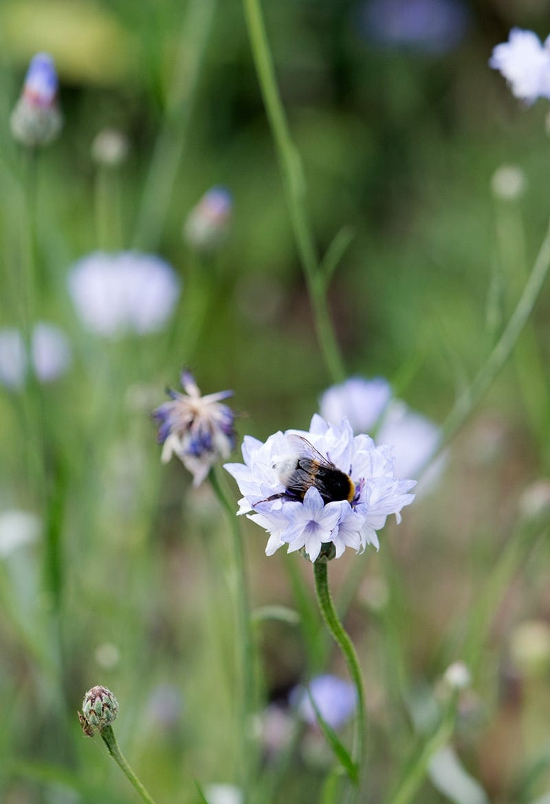 kornblomster