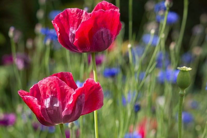 Jeg elsker blomsterne jeg elsker bierne