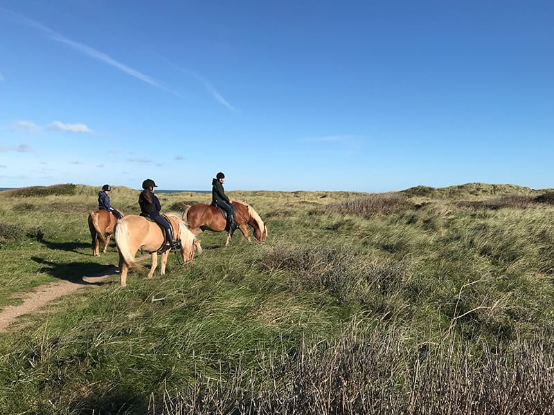 islandske heste vesterhavet