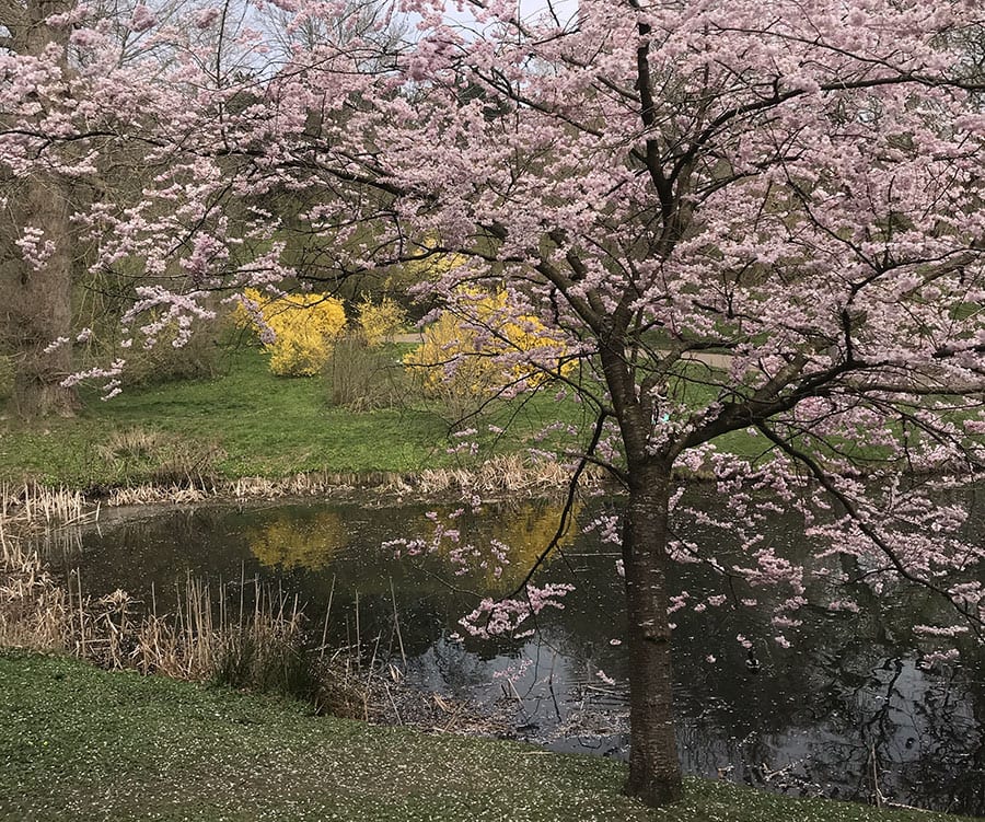 botanisk have aarhus