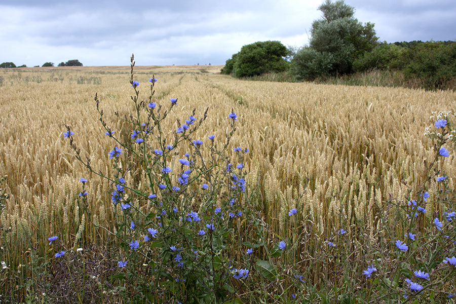 markblomster